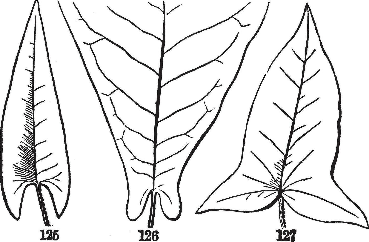 com veias emplumadas folhas 3 vintage ilustração. vetor