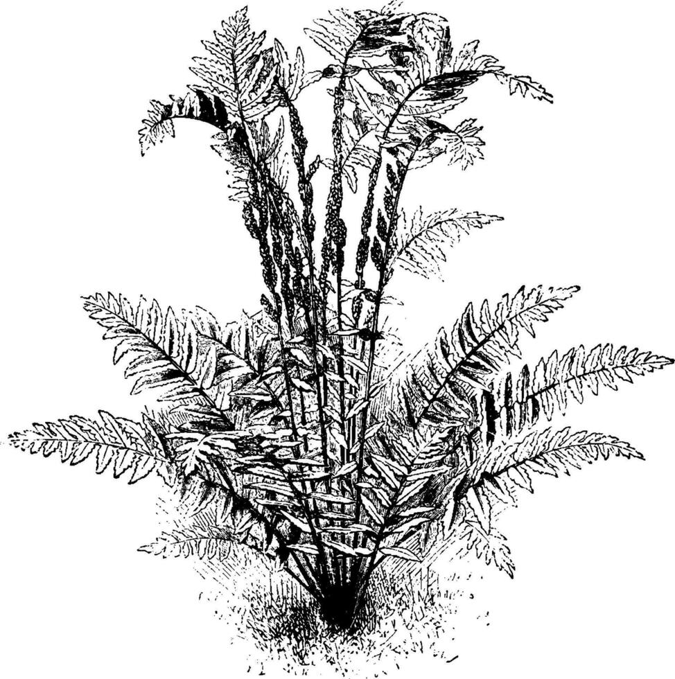 osmunda Claytoniana vintage ilustração. vetor