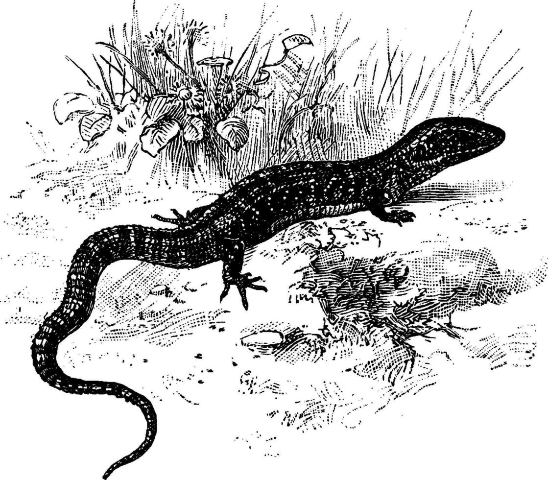 norte jacaré lagarto, vintage ilustração. vetor