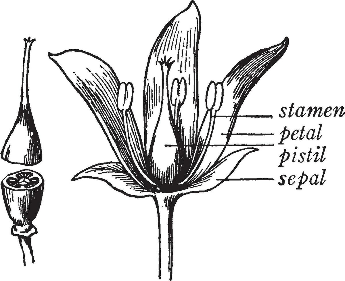 partes do uma flor vintage ilustração. vetor