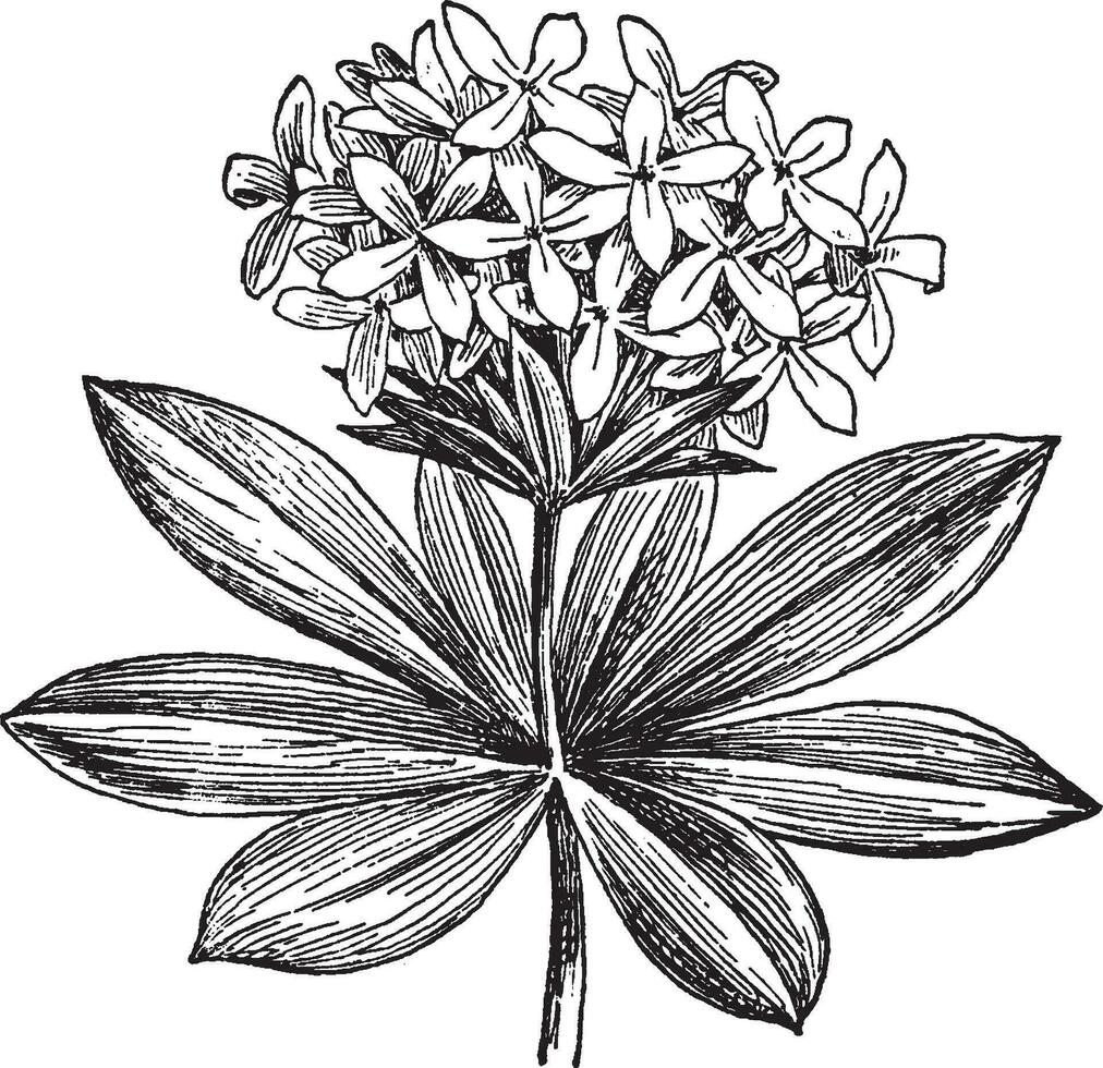 asperula odorata vintage ilustração. vetor