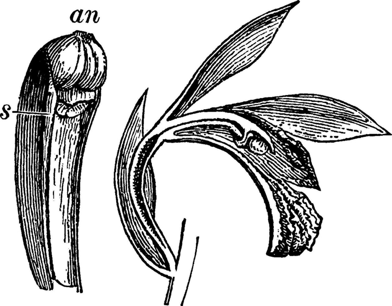 anteras, Blétia, botânica, flor, peças, ginandria, plantar, estigma, estilo vintage ilustração. vetor