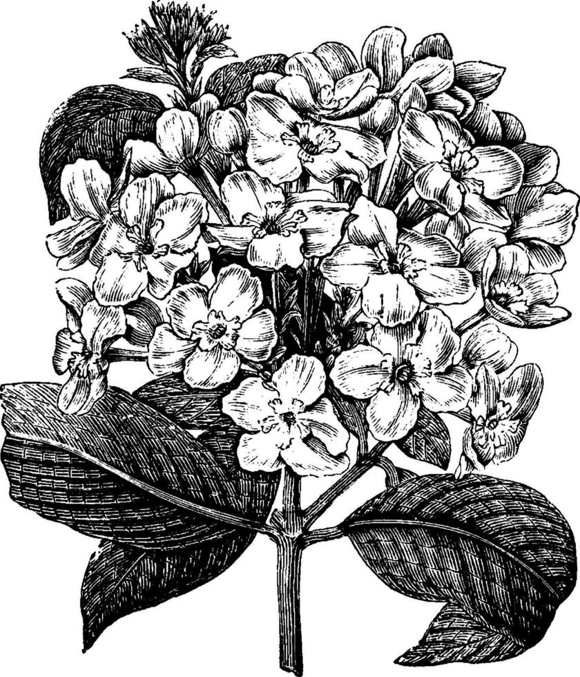 floração ramo do luculia pinceana vintage ilustração. vetor