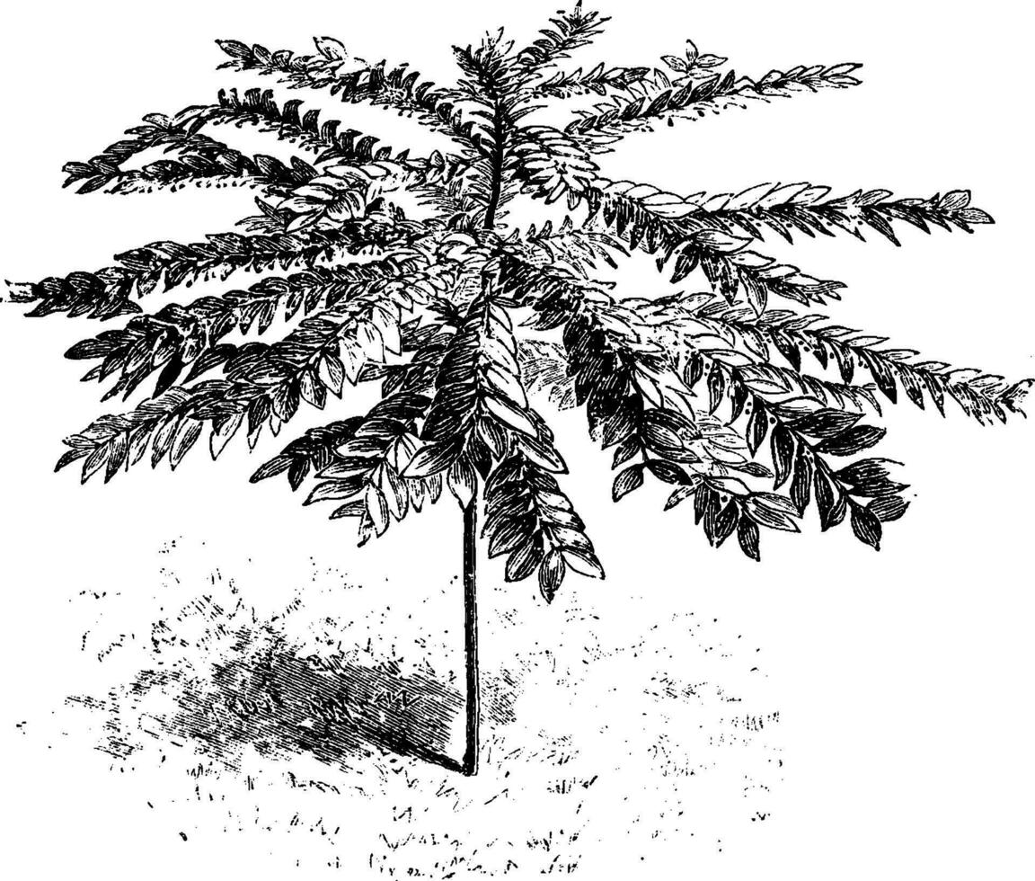 phyllanthus chantrieri vintage ilustração. vetor