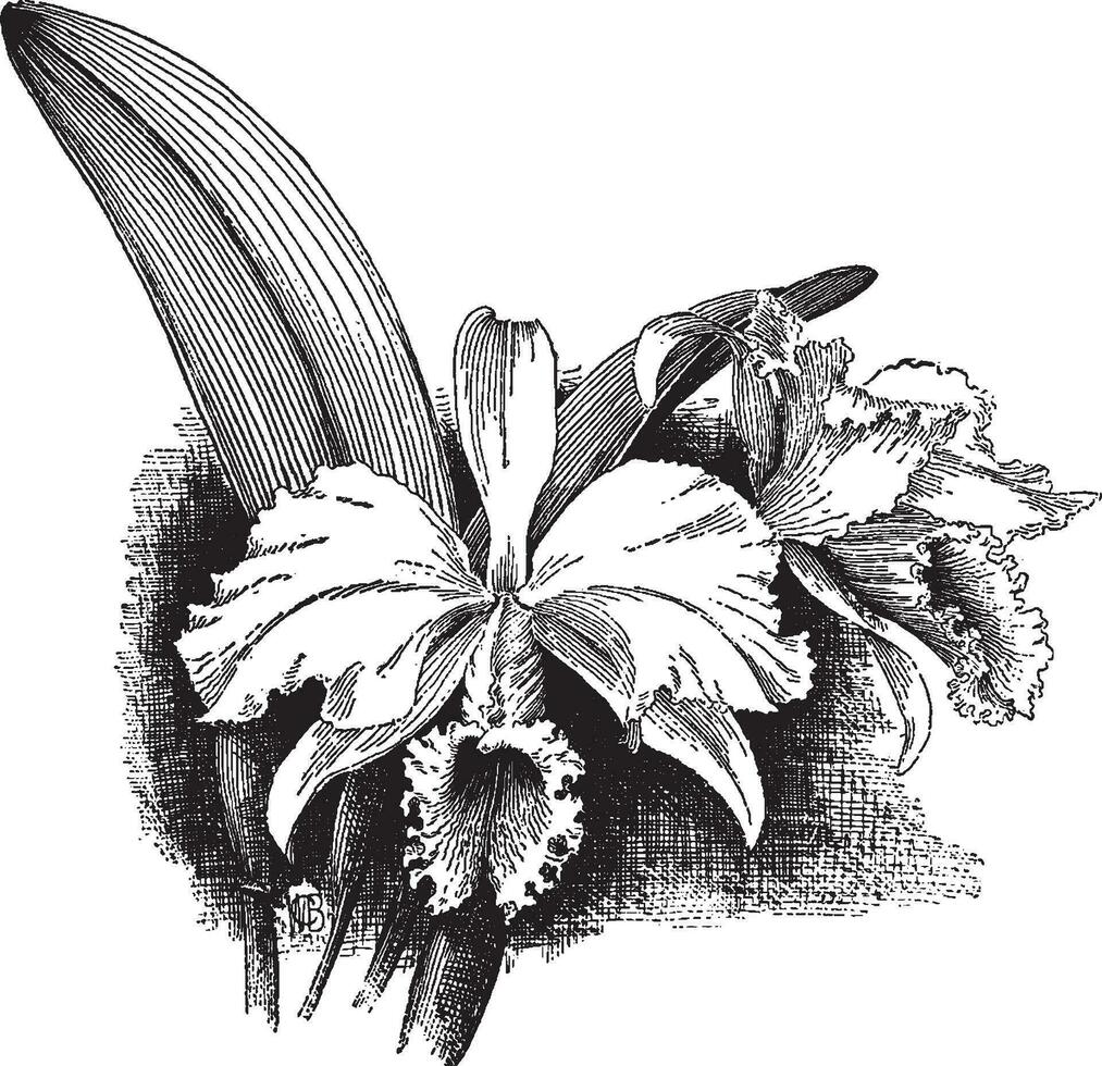 cattleya Warscewoo gigas vintage ilustração. vetor