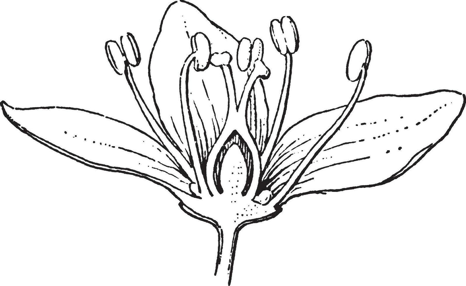 ilustração vintage de trigo sarraceno. vetor