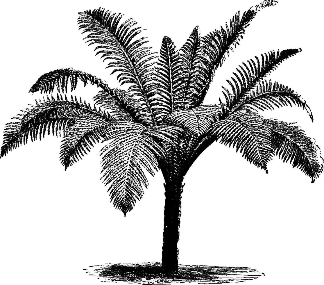 Blechnum brasiliense vintage ilustração. vetor