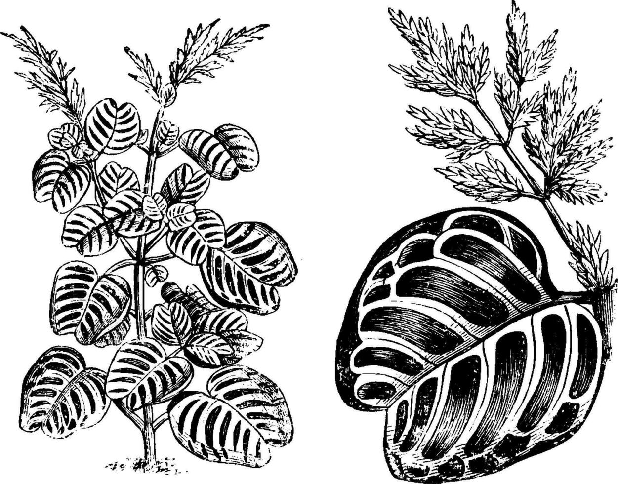 hábito e separado parte do inflorescência com folha do iresina ervas auero-reticulata vintage ilustração. vetor
