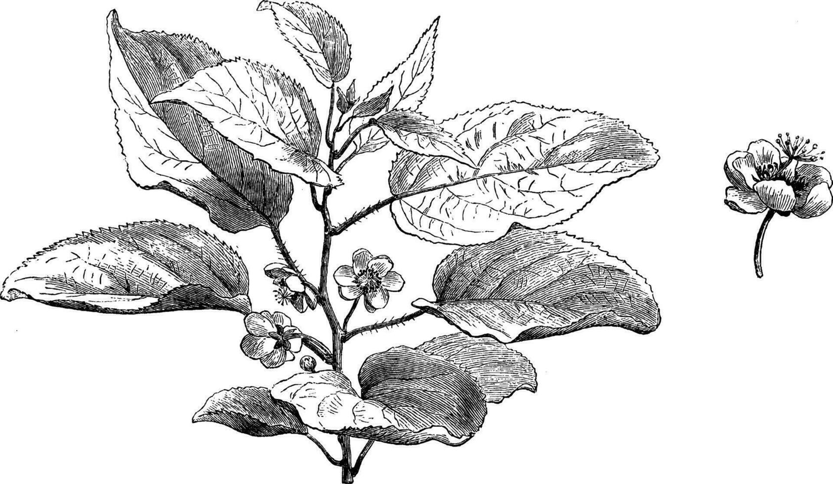 actinidia Volubilis arbusto vintage ilustração. vetor