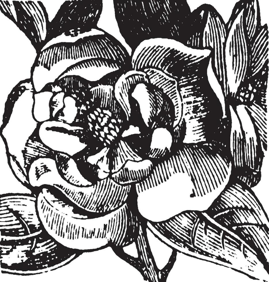 ilustração vintage de magnólia. vetor