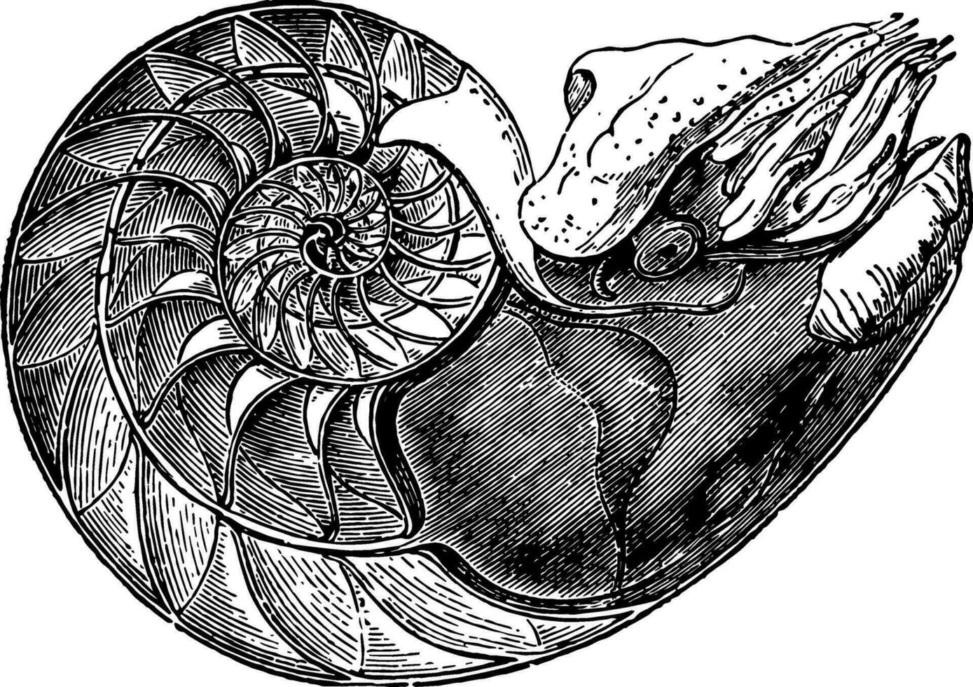 nautilus pompilius mostrando a interior do a mais baixo célula para que a animal é fixo vintage ilustração. vetor