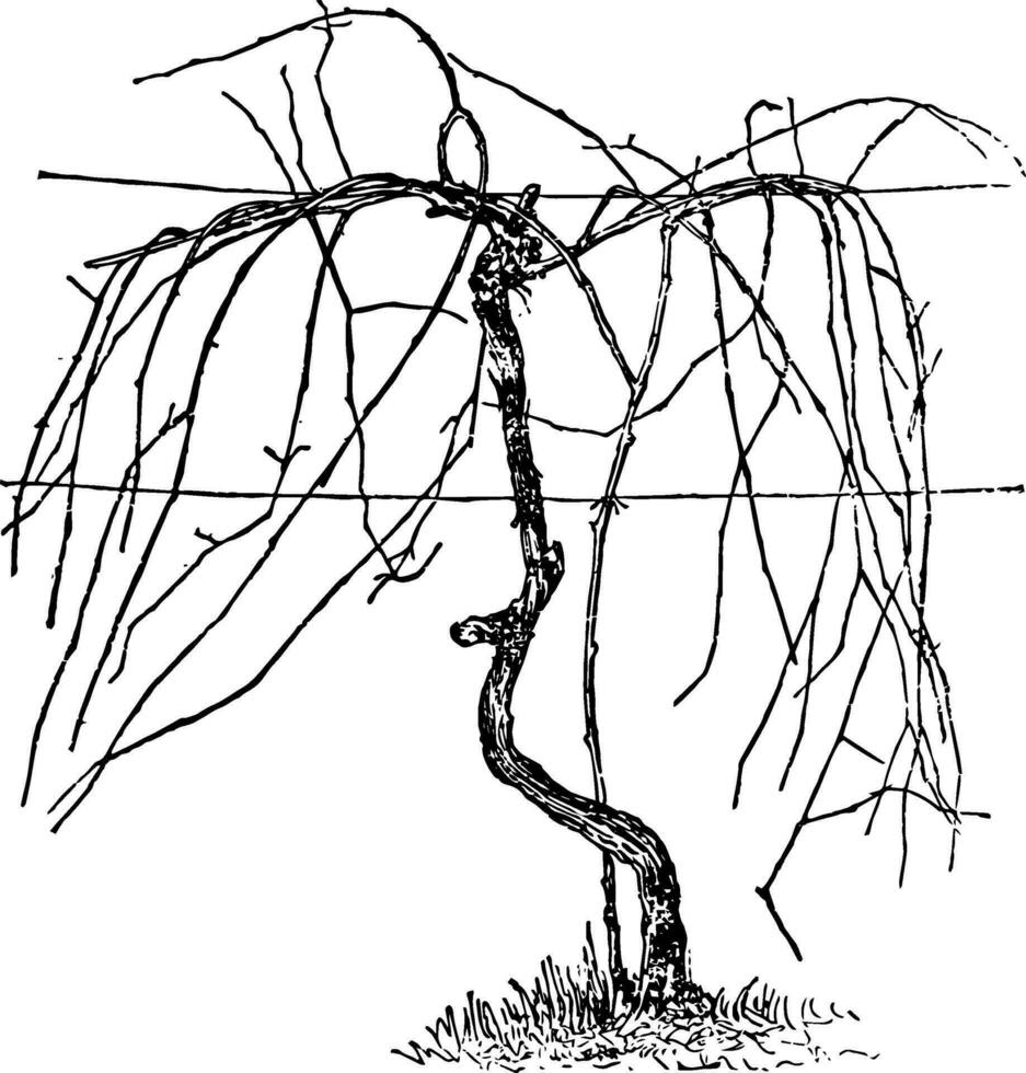 não podado videira de acordo com para a guarda-chuva sistema vintage ilustração. vetor