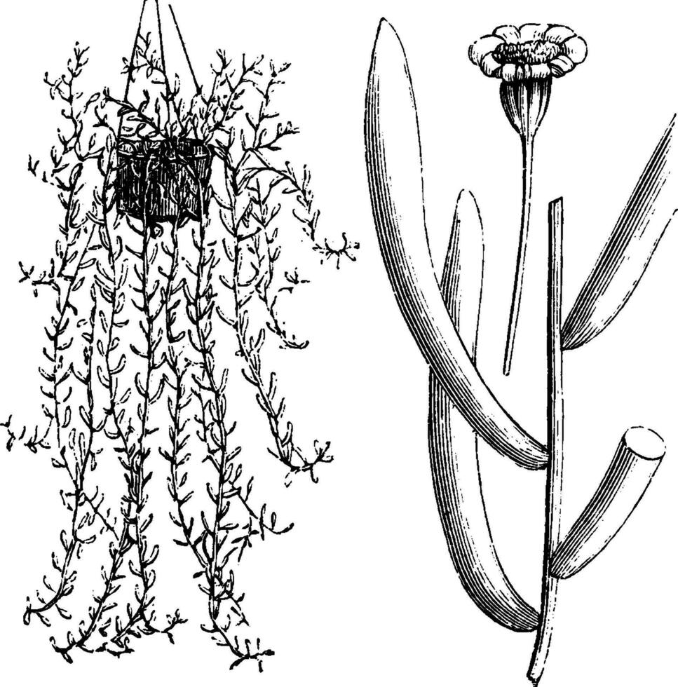 Othonna crassifolia vintage ilustração. vetor