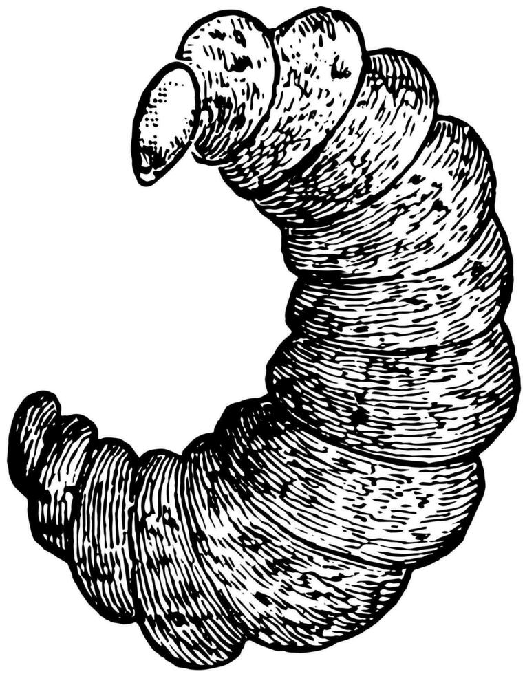 parasita vespa larva, vintage ilustração. vetor