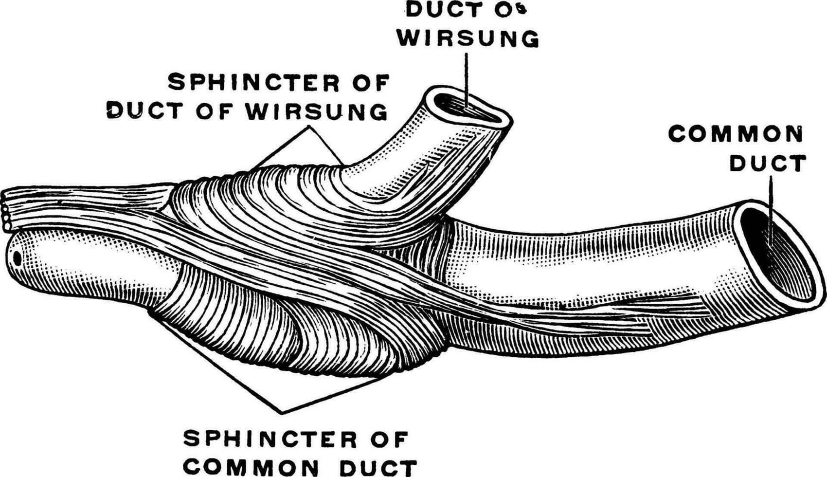esfíncter do bile duto, vintage ilustração. vetor