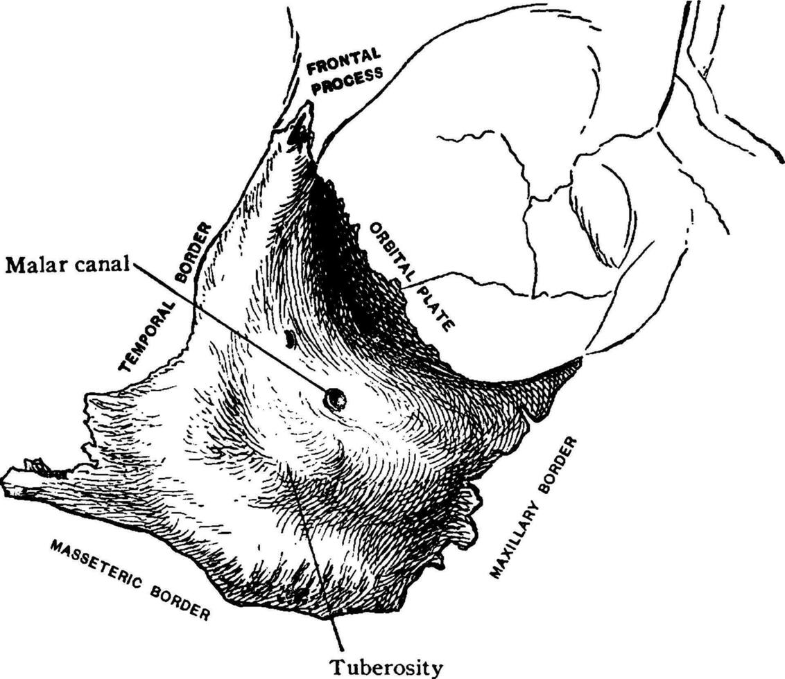 exterior aspecto do malar osso, vintage ilustração. vetor