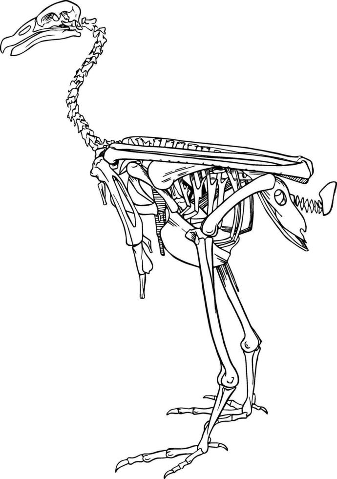 condor esqueleto, vintage ilustração vetor