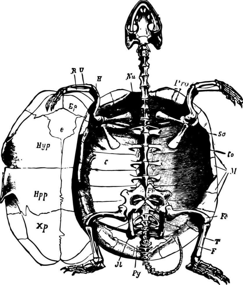pântano tartaruga esqueleto, vintage ilustração vetor