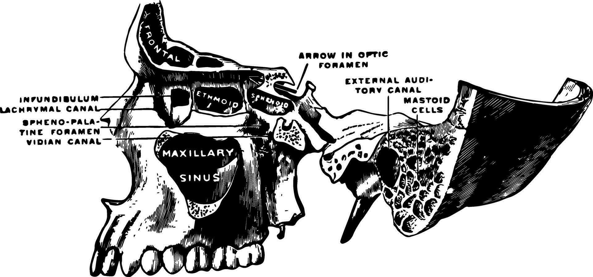 superior maxilar osso e seios da face, vintage ilustração. vetor
