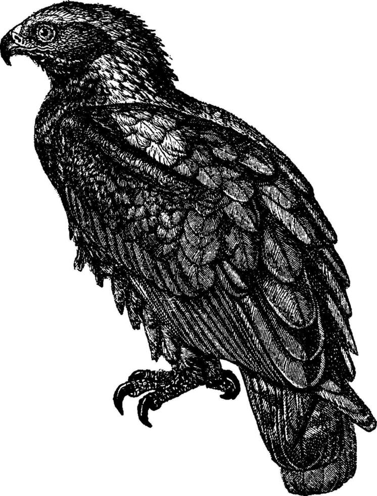 águia dourada, ilustração vintage. vetor