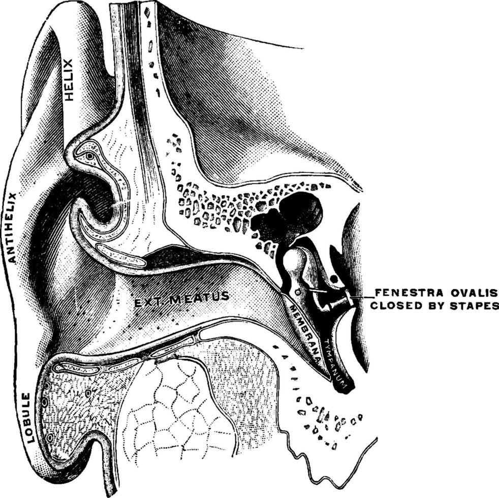 orelha mostrando auditivo canal e tímpano, vintage ilustração. vetor