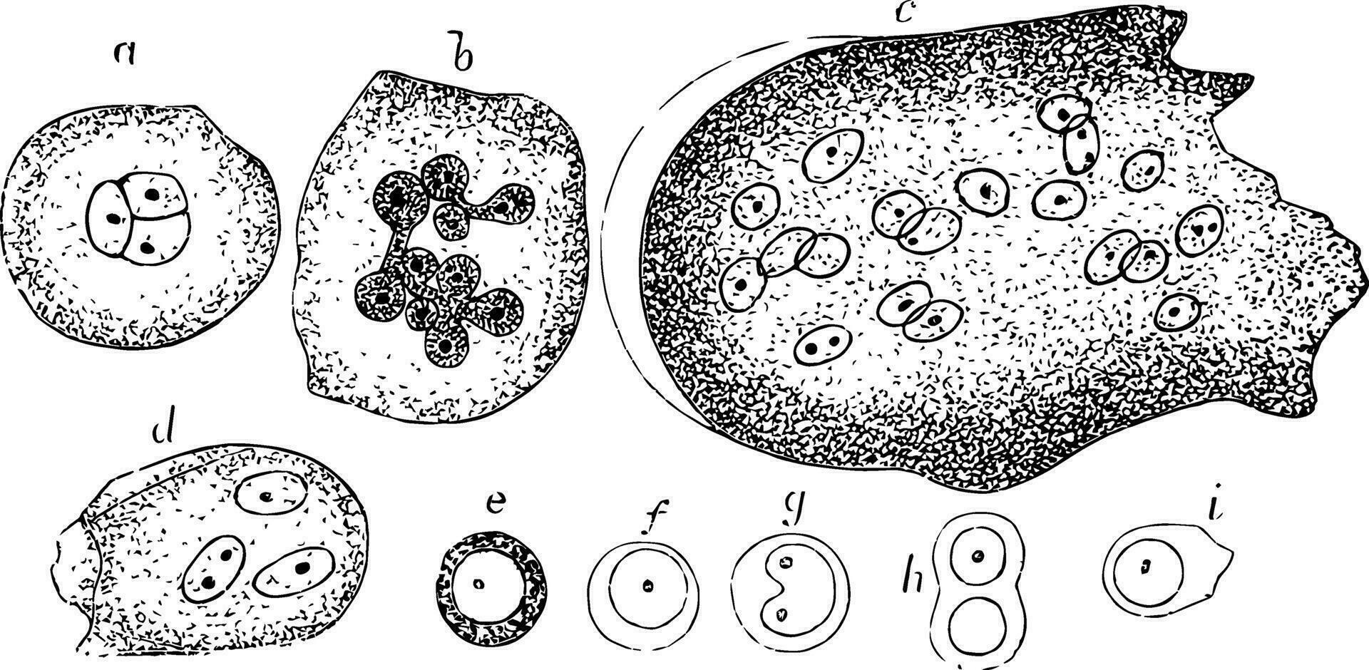 células do a vermelho medula, vintage ilustração vetor