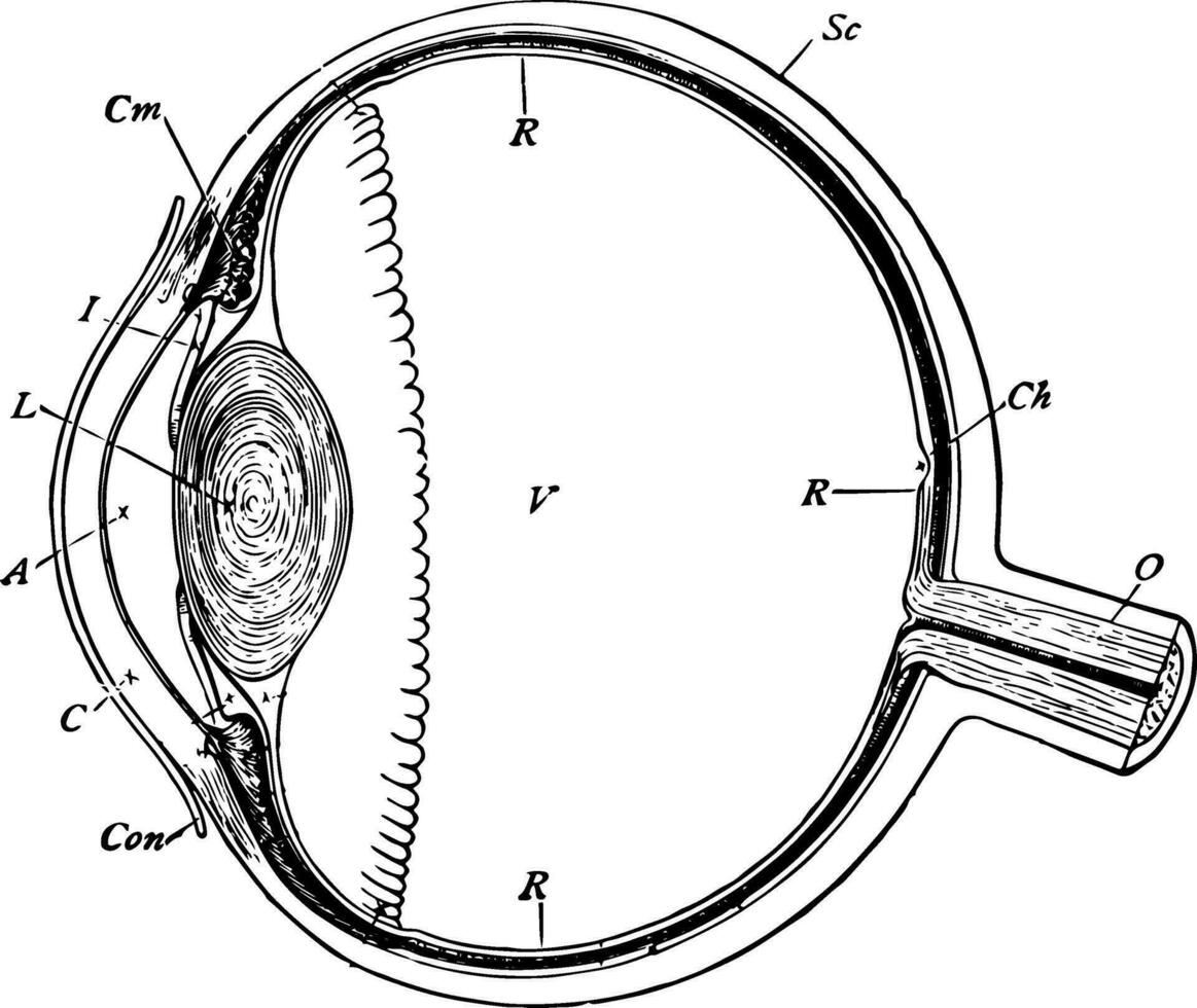 seção do a globo ocular, vintage ilustração. vetor