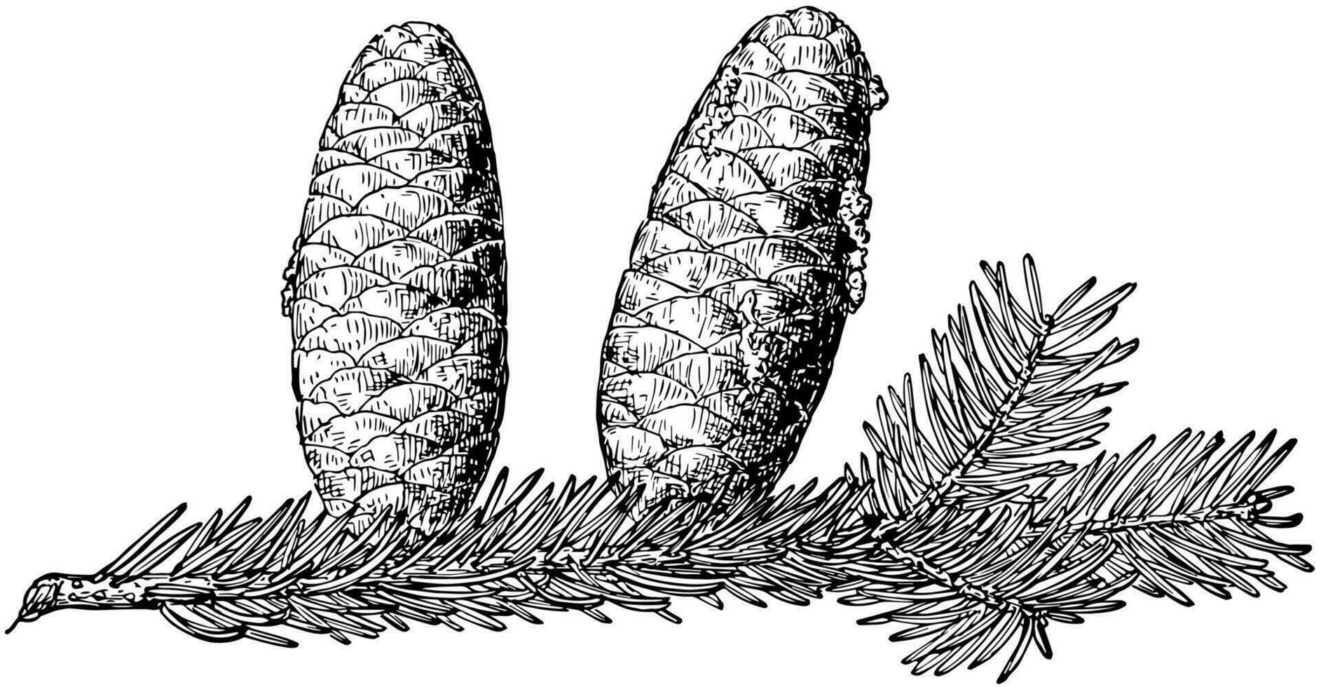 pinho cone do bálsamo abeto vintage ilustração. vetor