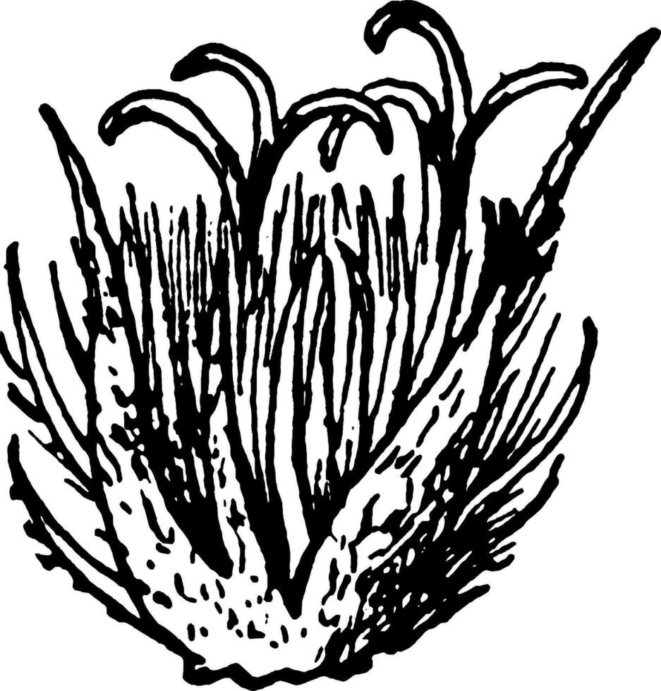 ilustração vintage flor de faia. vetor