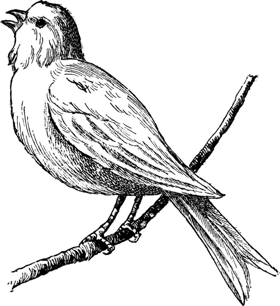 pássaro, ilustração vintage. vetor