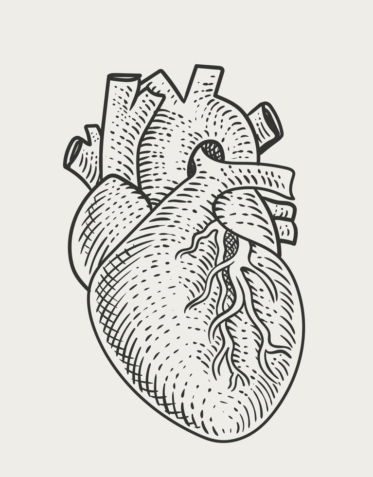estilo de gravura de coração humano de ilustração vetor