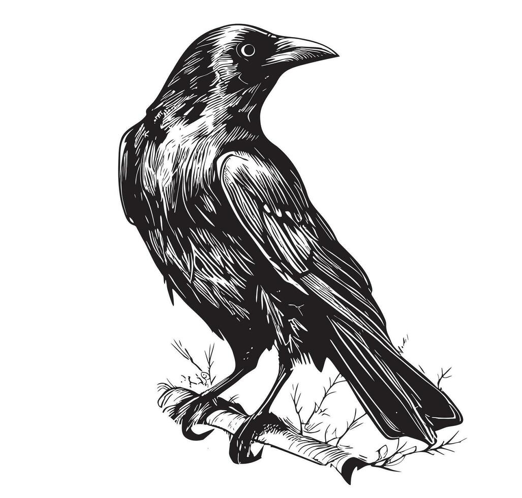 Raven Corvo mão desenhado esboço vetor ilustração pássaros