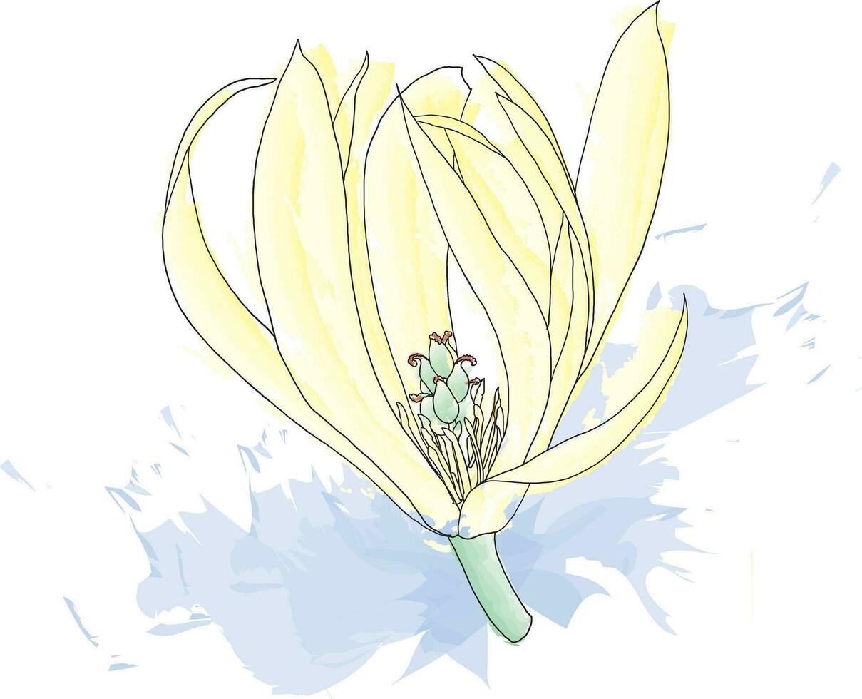 abstrato linha do champaka flor estão florescendo com cor espirrado fundo. vetor