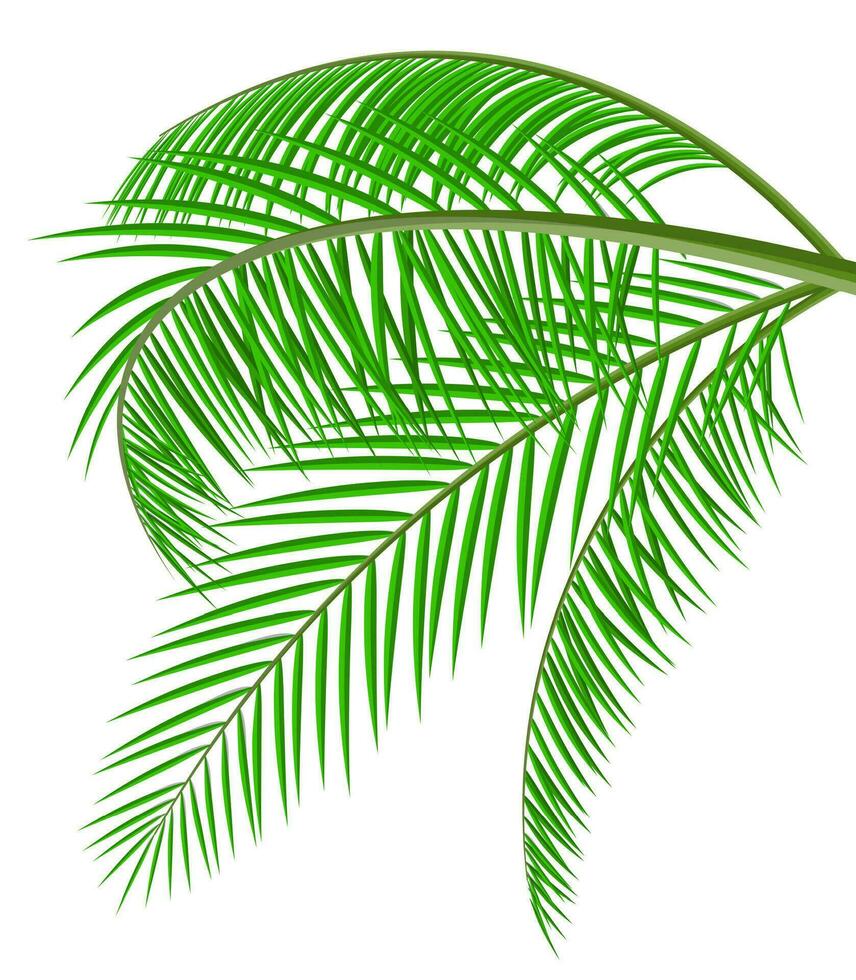 tropical verde folhas. selva folhas. coco Palma, monstro, ventilador Palma, rapis. natural folha, exótico galhos árvore. vetor ilustração dentro plano estilo