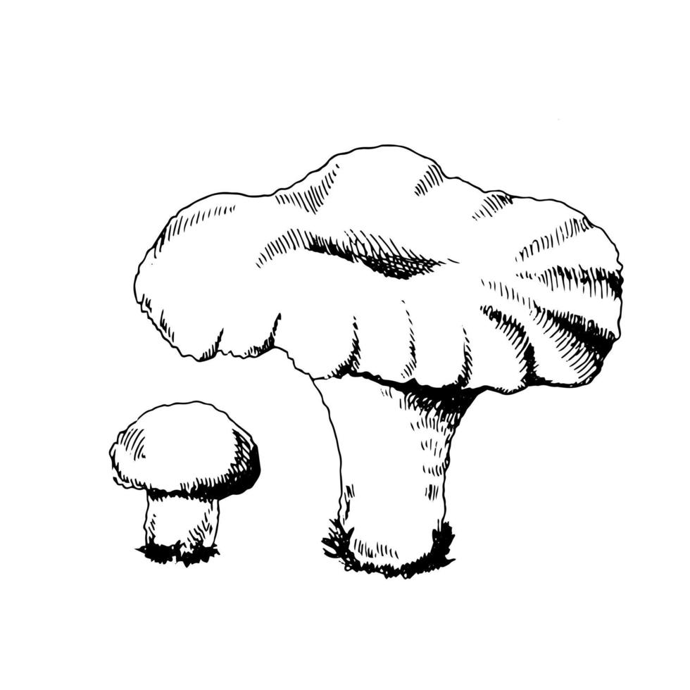 um esboço desenhado à mão de cogumelos chanterelle. ilustração em vetor vintage. desenhar com uma caneta de tinta. estilo de desenho vintage em um fundo branco.