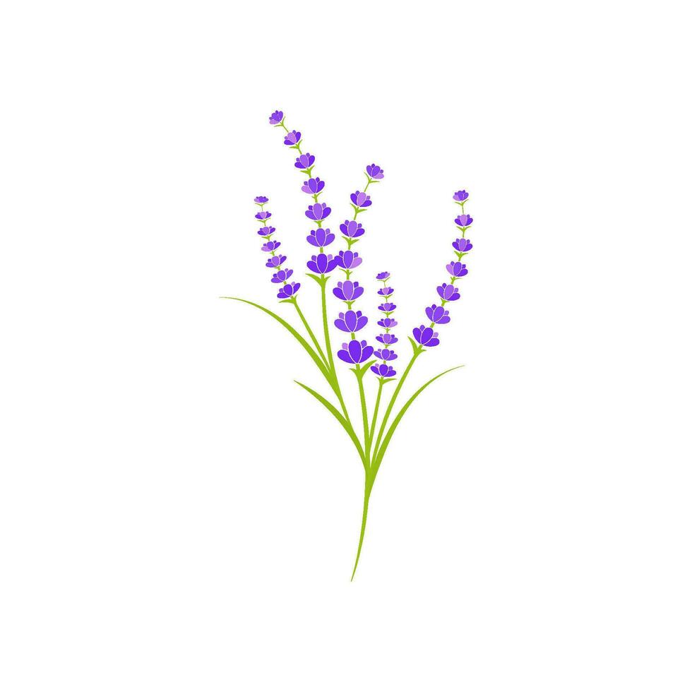 ilustração de ícone de vetor de flor de lavanda