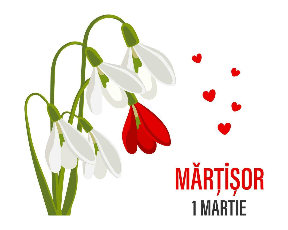 festival tradicional da primavera martisor, moldavo e romeno. buquê de snowdrops brancos e vermelhos. fundo floral primavera, cartão postal, vetor