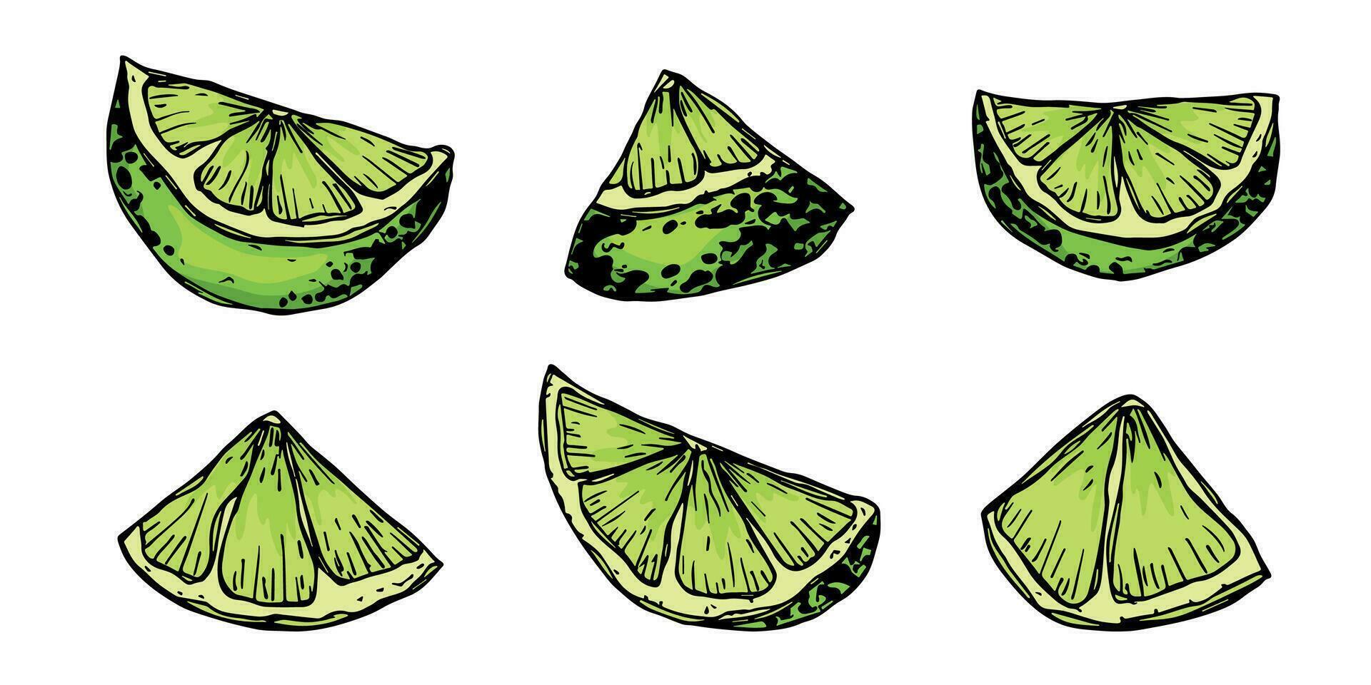 vetor Lima clipart. mão desenhado citrino definir. fruta ilustração. para imprimir, rede, projeto, decoração