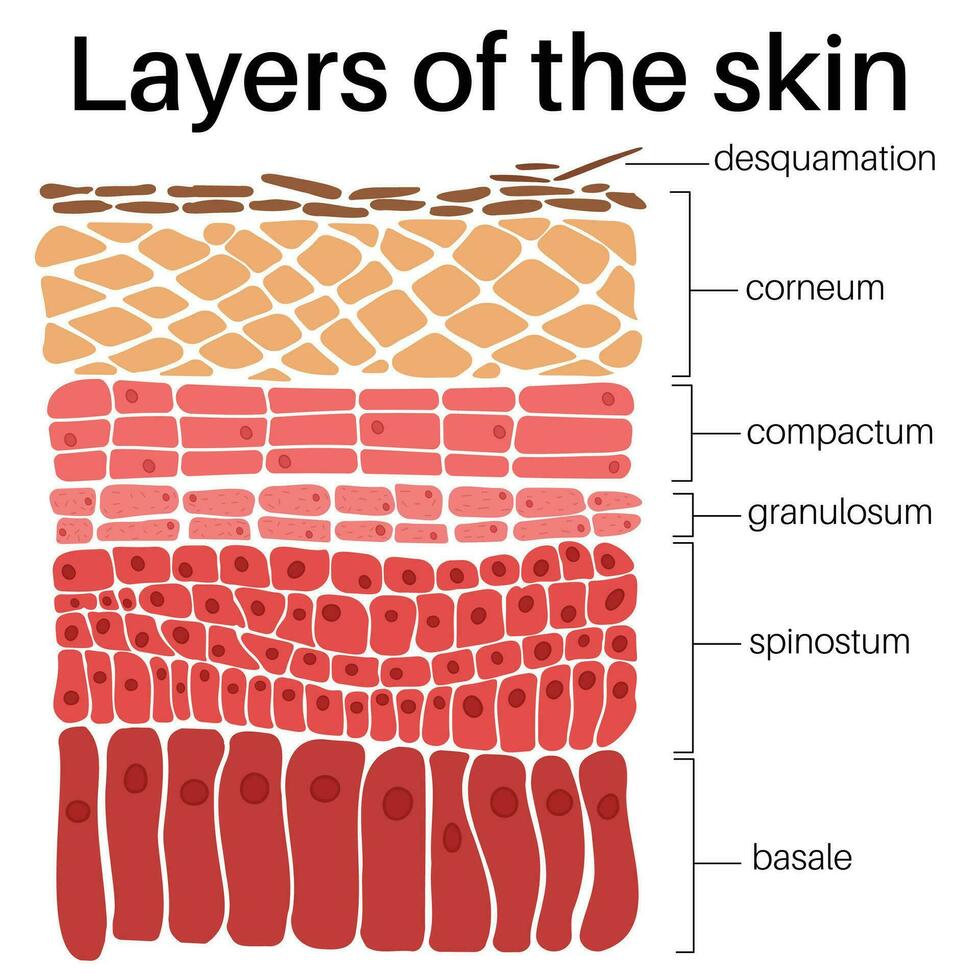 camadas do a pele. vetor