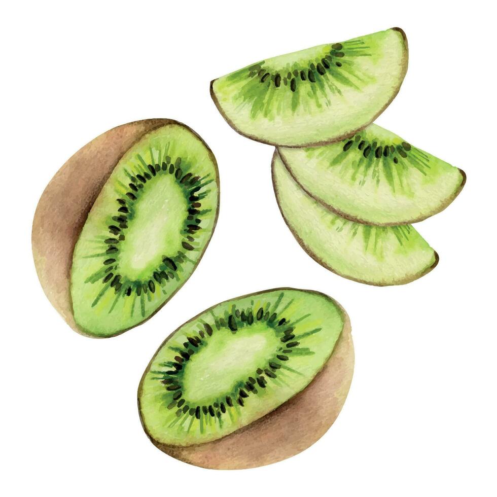 mão desenhado aguarela verde kiwi fruta para dieta e saudável estilo de vida, salada vegano cru culinária. ilustração composição isolado em branco fundo. Projeto para poster, imprimir, local na rede Internet, cartão, cardápio vetor