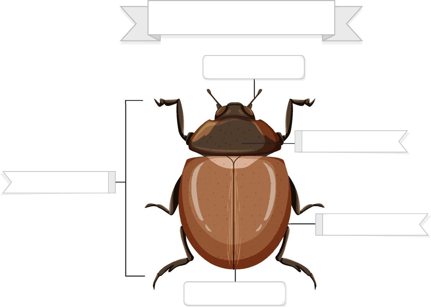 anatomia externa de uma planilha de besouro vetor