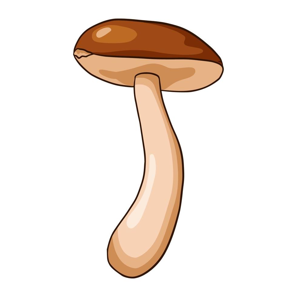 ilustração de cogumelo boletus vetor