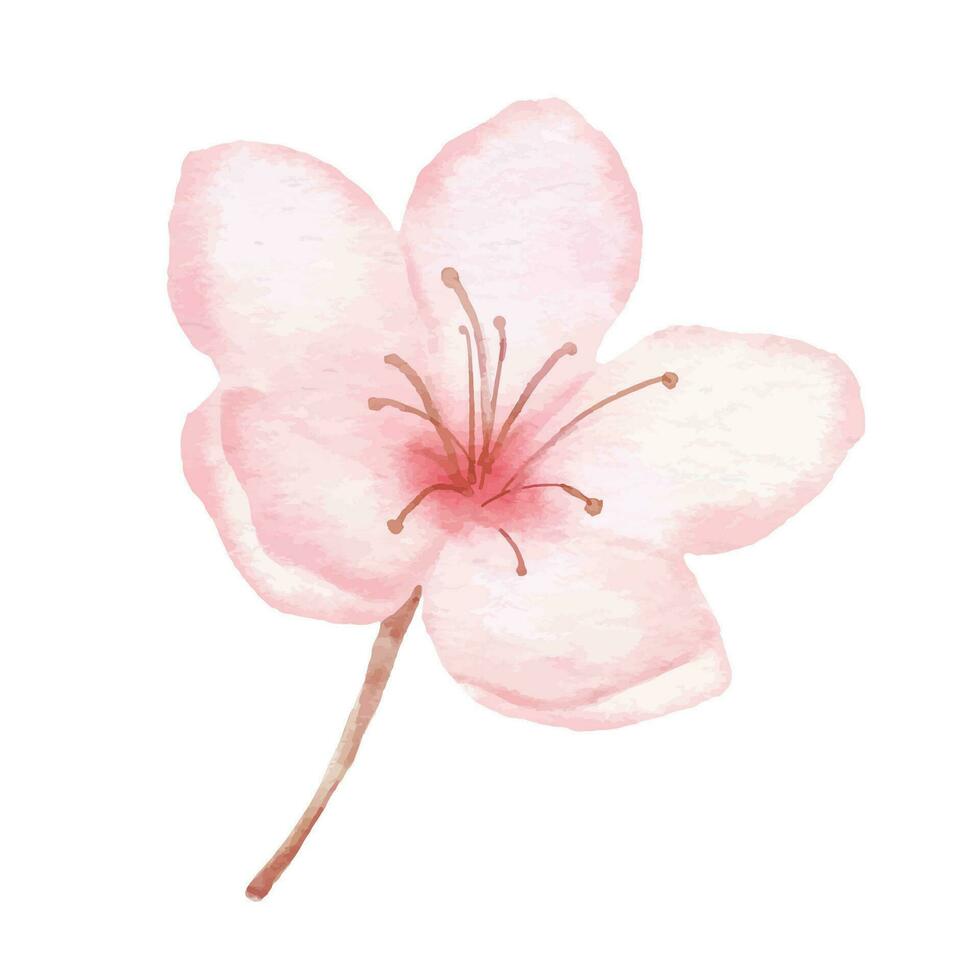 cereja Flor e pássaro. aguarela pintura sakura isolado em branco fundo. japonês flor ilustração. vetor
