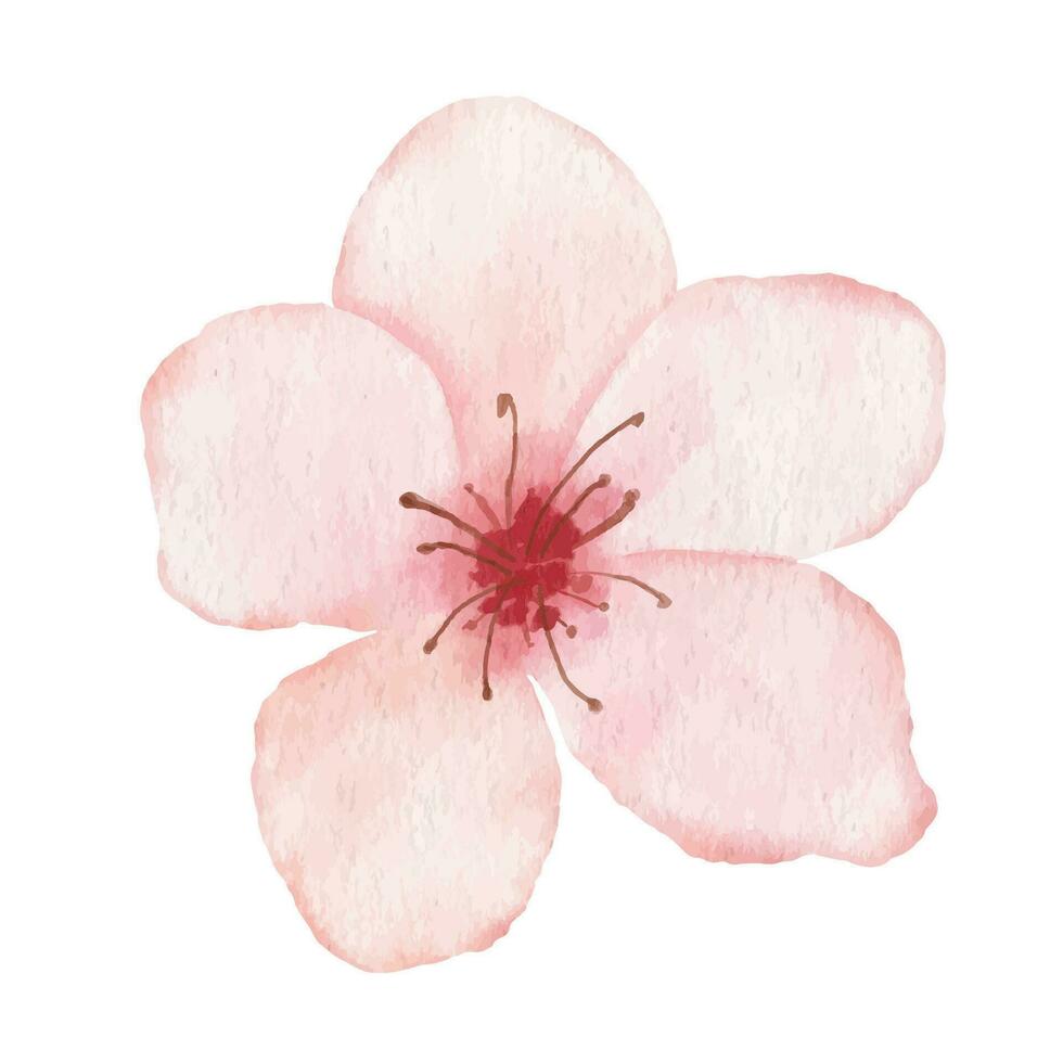 cereja Flor e pássaro. aguarela pintura sakura isolado em branco fundo. japonês flor ilustração. vetor