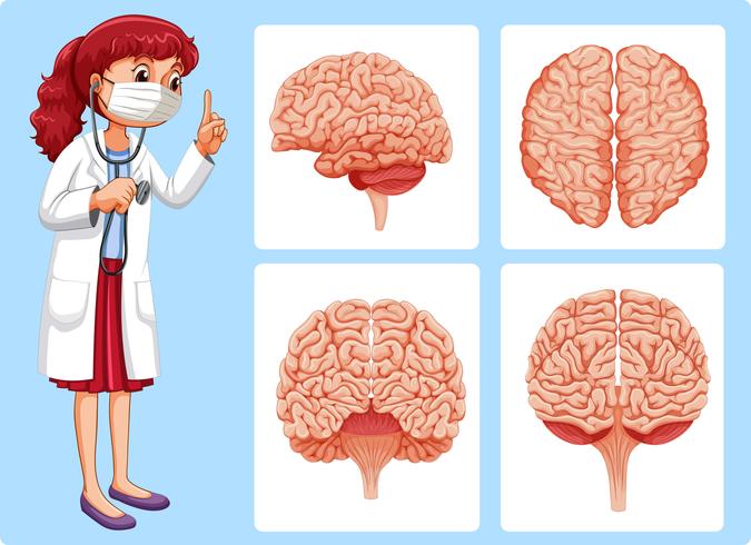 Doutor e diagramas cerebrais vetor