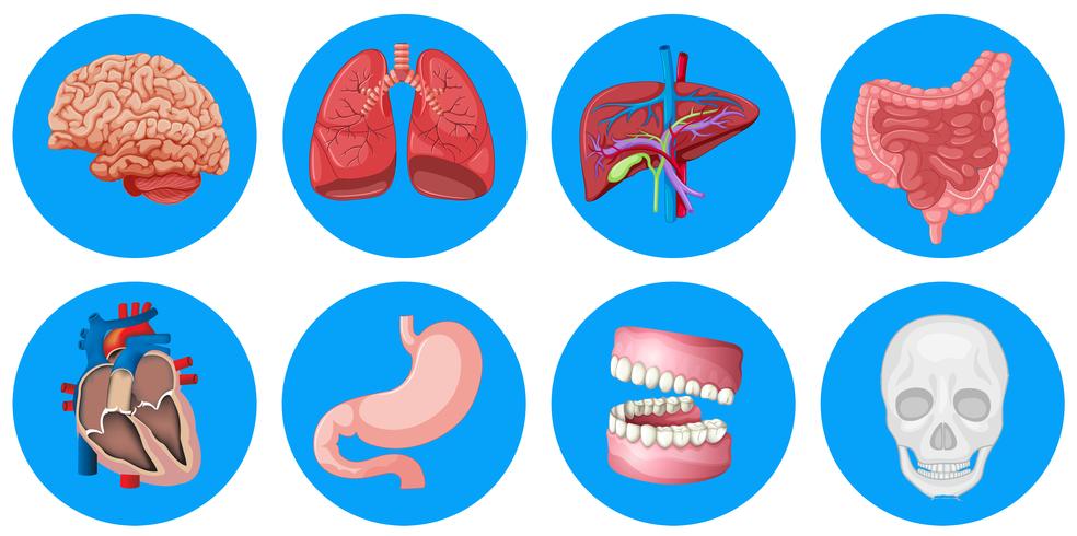 Órgãos humanos no crachá redondo vetor