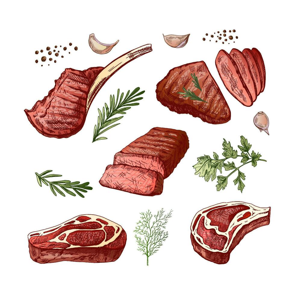 uma conjunto do desenhado à mão colori esboços do churrasco carne peças com ervas e temperos. para a Projeto do cardápio para restaurantes, bifes. vintage ilustração. gravado imagem. vetor