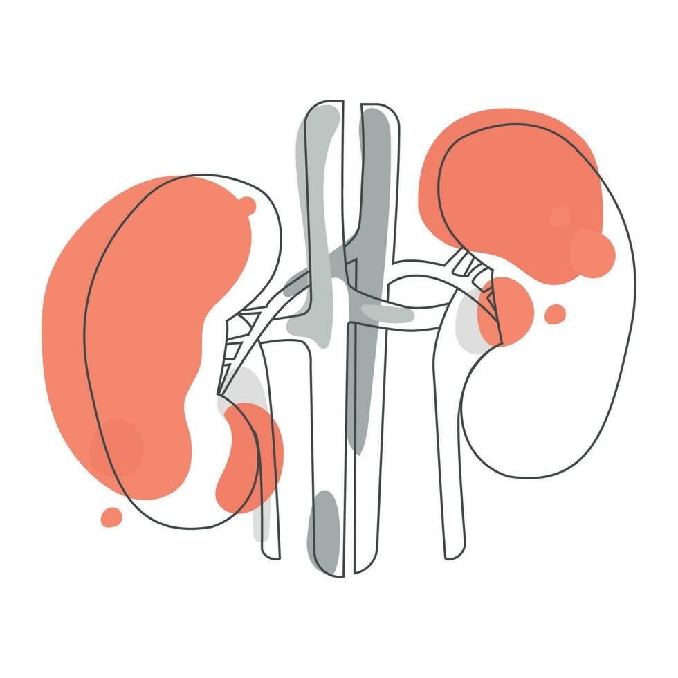 anatômico humano rim linha arte desenho. vetor moderno desenhando do uma rim para imprimir, ícone, logotipo, poster, emblema Projeto. interno órgãos anatomia. urinário sistema. saúde e médico conceito