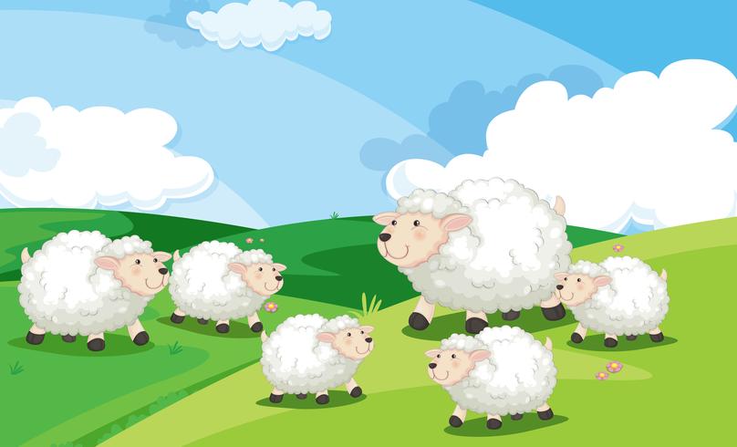 Um, grupo ovelha, em, campo vetor