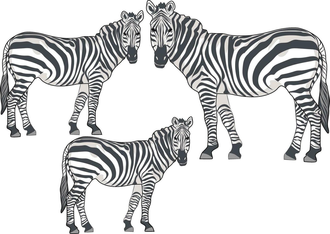 grupo do zebras vetor